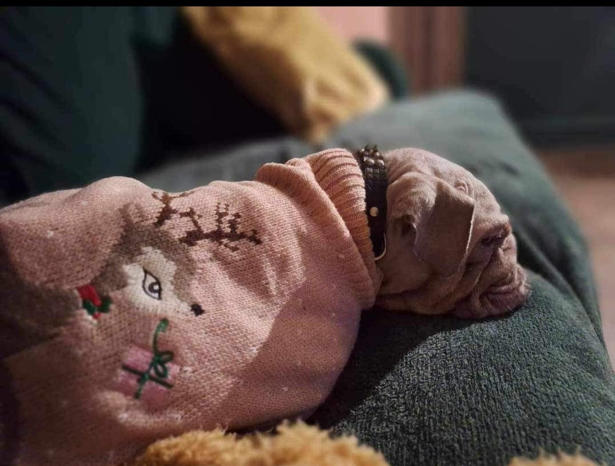 <a href="/EdwardsFriend/">The Edward Foundation</a> Our gorgeous EF Sharon. Thank you to everyone helping fundraise and donating to help us care for this little fragile girl. She deserves all the love and support we can give. ❤️🙏😭#rescue #AdoptDontShop #englishbulldogs