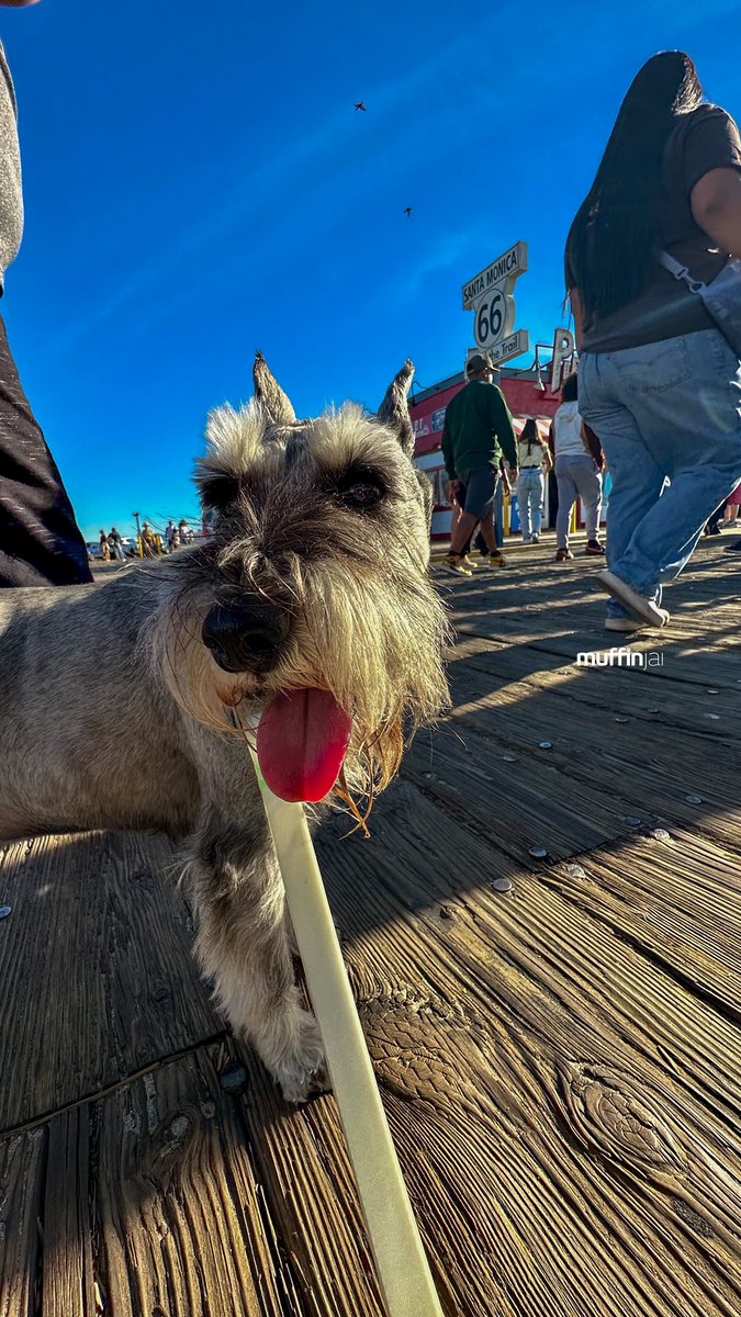 muffinjai's tweet photo. π’π‘ @santamonicapier is the traditional end to Route 66 π£οΈ The official sign marks the most western point of Route 66 π§ #SantaMonica #SantaMonicaPier #LosAngeles #SoCal πΊπΈπΆπΎ #DogsOfSantaMonica #DogsOfLosAngeles #DogsOfLA #DogsOfSoCal #DogsOfCalifornia #MiniatureSchnauzer https://t.co/RG3U5hbcV3