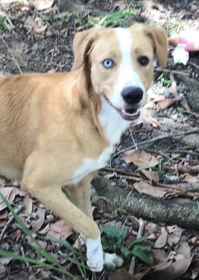 Se você tem quer um cachorro e tem amor de sobra pra dar mas te falta dinheiro no momento, eu pago castração, vacina e dou um ano de ração e tapete higiênico. Não tem erro.

Se não puder ficar, compartilhe. São Paulo, mas levo na região.

Esse é ele.

Apelidei de David Bowie.