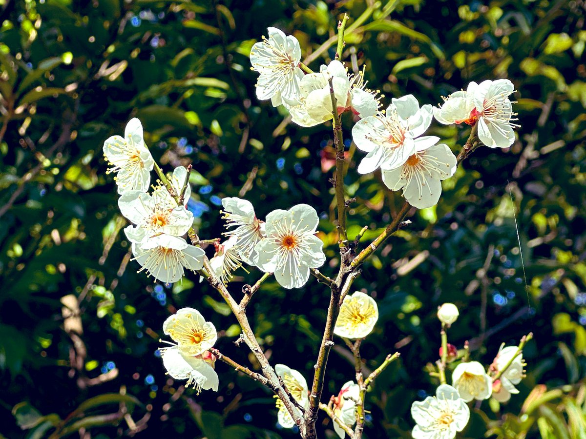 Ted_Ted_2023's tweet photo. 梅の花は香ります😊💓 https://t.co/ltbJ3z8f3J