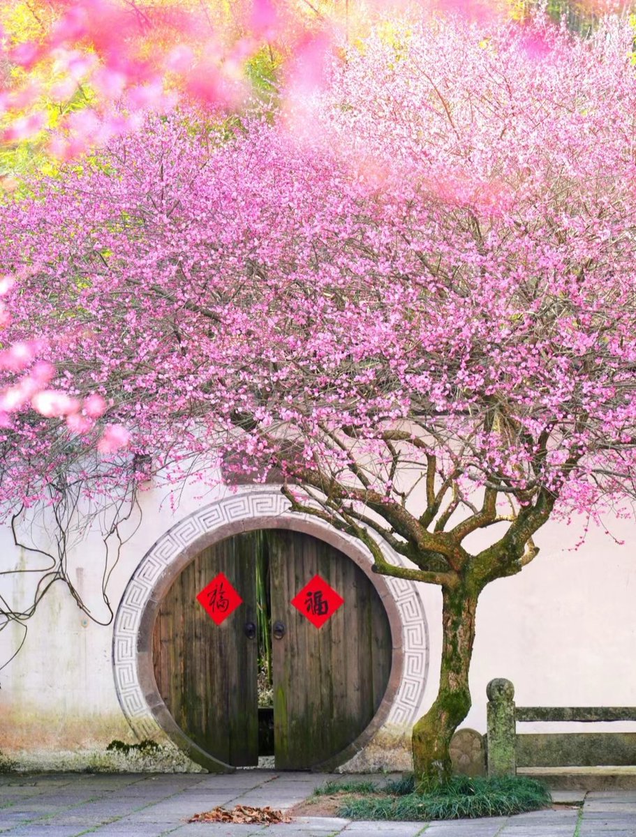 XiaoxiCHN's tweet photo. 满园春色关不住 https://t.co/HO28u7pQ6i
