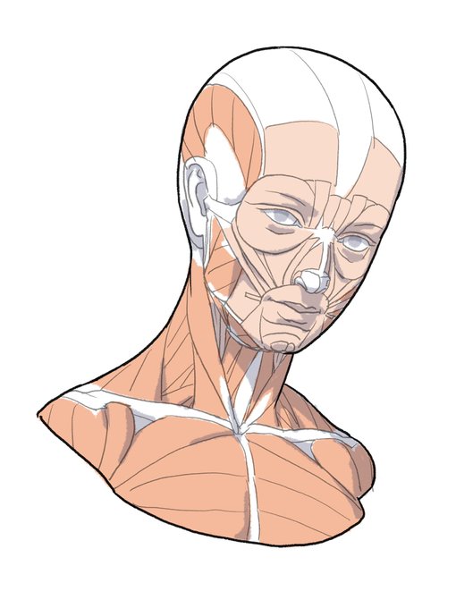 「伊豆の美術解剖学者@kato_anatomy」 illustration images(Latest)