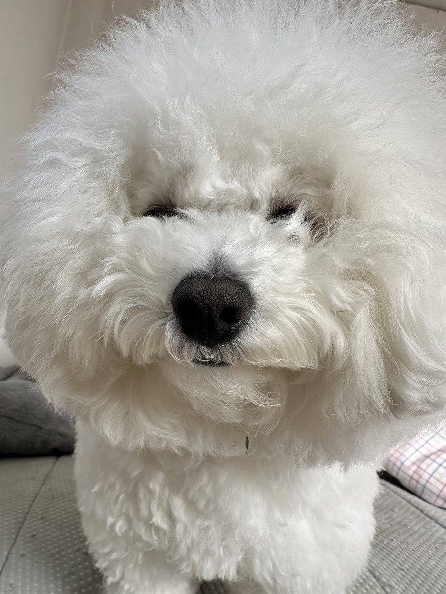 soph0531's tweet photo. からの冬おかえり(｡･Д･｡)ﾉ https://t.co/kiWRPf6b2d