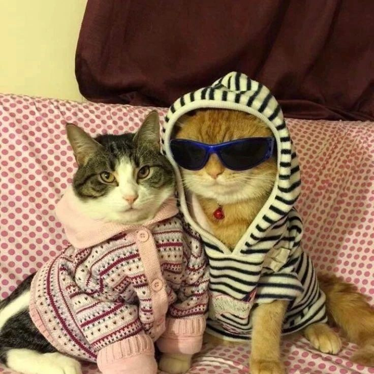 Punch Cat (@punchingcat) on Twitter photo 