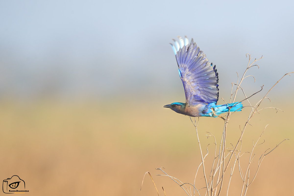 The #IndoChineseRoller takes off a twig amongst the tall elephant grass at #ManasNationalPark They are also called the #BurmeseRoller #IndiAves #canonphotography @natgeoindia #BBCWildlifePOTD #birds #birding #birdwatching #TwitterNatureCommunity @ParveenKaswan @Team_eBird