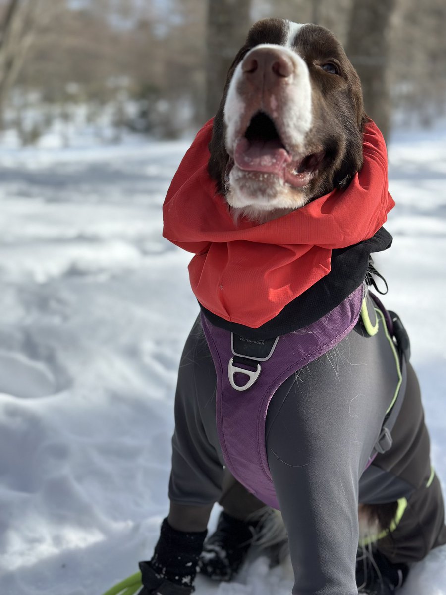 Gio_nomainichi's tweet photo. 雪の入笠山へ🏔️🏔️
ほぼ貸切状態で楽しめました💨
#犬のいる暮らし
#イングリッシュスプリンガースパニエル
#EnglishSpringerSpaniel
#入笠山
#八ケ岳 https://t.co/3Qylojftxo