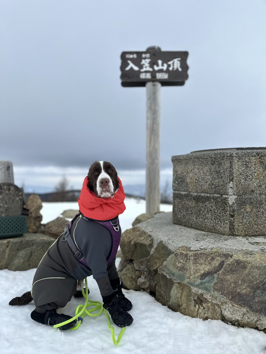 Gio_nomainichi's tweet photo. 雪の入笠山へ🏔️🏔️
ほぼ貸切状態で楽しめました💨
#犬のいる暮らし
#イングリッシュスプリンガースパニエル
#EnglishSpringerSpaniel
#入笠山
#八ケ岳 https://t.co/3Qylojftxo