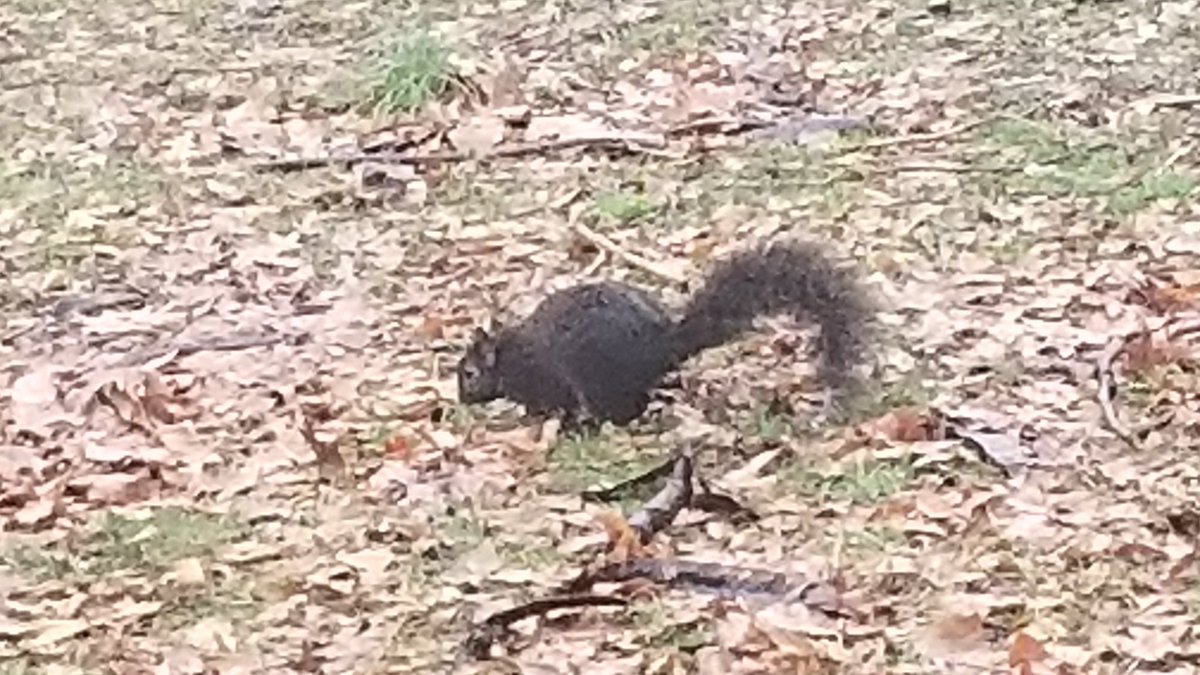 flyhighmedia's tweet photo. @kevinlambert @nutdotmarket I thought I was the only person who takes pictures of random squirrels. This is a NYC squirrel. He refused to tell me where the subway entrance was. https://t.co/dPd0ZCCKmD