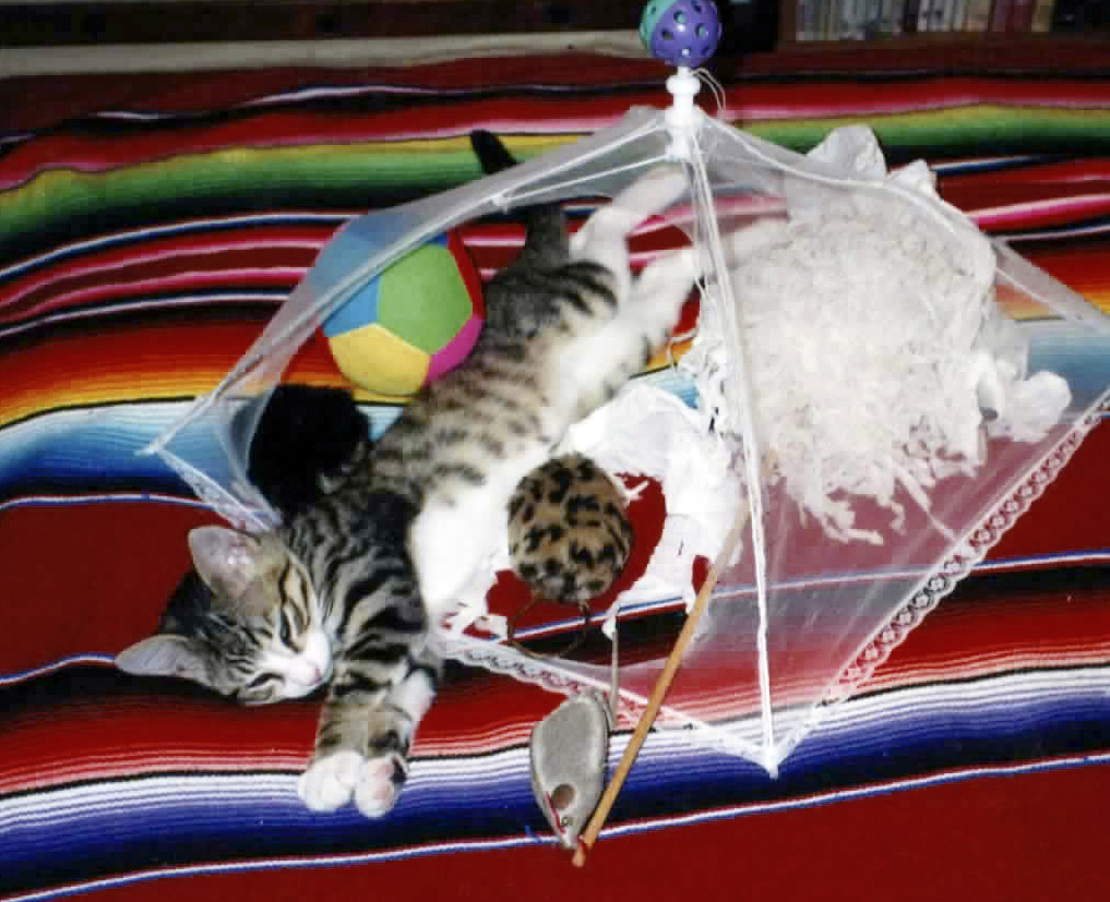 @MyCatToldM His name was Huckleberry Moon, Huck, or Bugs for short. When he was tiny I made him a tiny tent and filled it with his favorite toys. He played in it and as you can see, slept in it. He LOVED it!
I'm rewriting their magical story mycattoldme.com
Love to all!💜