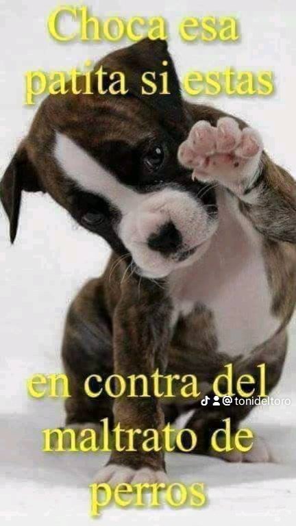 tonideltoro71's tweet photo. NO AL MALTRATO ANIMAL https://t.co/hltBockbah