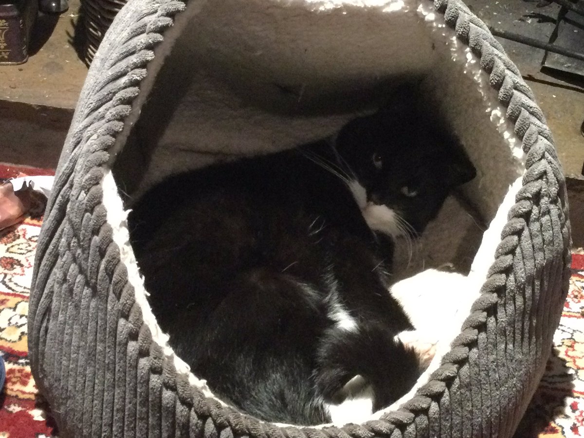 Cosy in my basket #CatsOfTwitter
