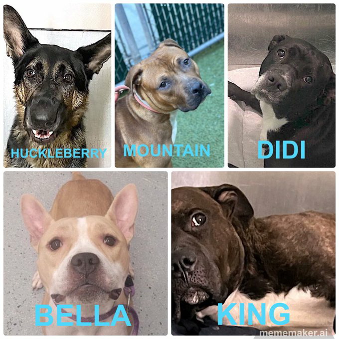 samj_jane's tweet photo. 🆘️ Kill Commands 🆘️
Huckleberry Mountain DIDI 
Bella + King 😔Their lifes are hanging in the balance 💔 Please Share Rt #Pledge #Rescue #Adopt 🙏🐾🆘️
#NYCACC #FostersSaveLives 
Dm  @SuzanneSugar https://t.co/p1BP6UvxnB