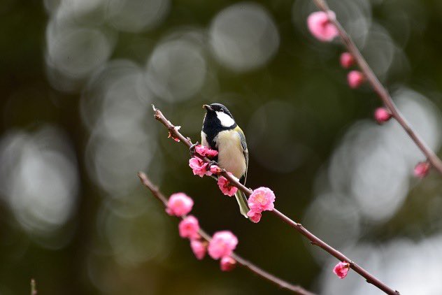 野鳥撮影
#NikonD610 #sigma150600