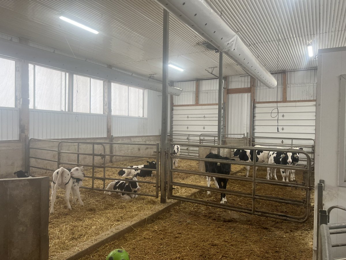 donkey__17's tweet photo. They did great work on the calf barn. https://t.co/jmbdLjVfiQ