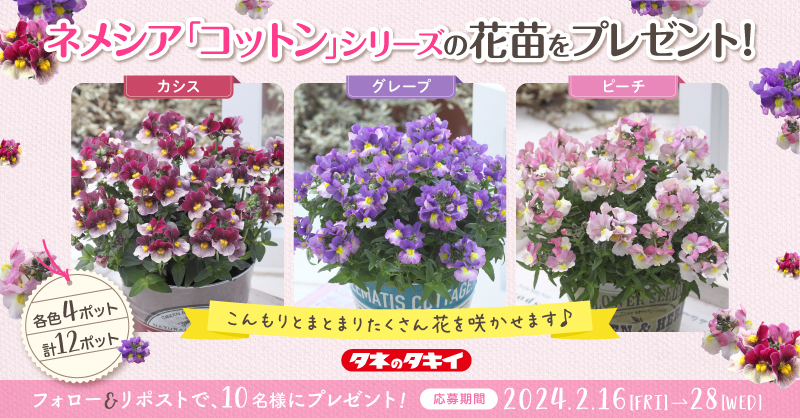 Takiiseed_1835's tweet photo. 📢フォロー&amp;RTで応募🥳

／
タキイのネメシア🌸
｢#コットン｣シリーズの
花苗“12ポット”を
10名様にプレゼント✨
＼

≫応募条件
❶@Takiiseed_1835 をフォロー
❷この投稿をリポスト

≫応募締切
2月28日(水)

※当選はDMにてご連絡します

#タネのタキイ #キャンペーン
#ネメシア #花のある暮らし https://t.co/JcSuHIa8oI