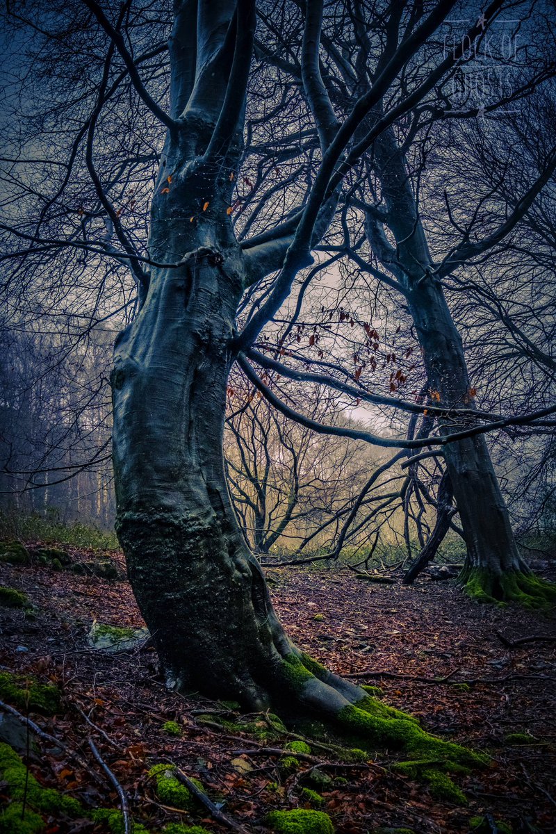 PeggyJoFarr2's tweet photo. Meadow Marker
stalwart stood the tree
bending in the north wind, moss
the meadow marker
PJFarr
2024
#treestory
#haiku
#meadowmarker
The photograph was taken by Johnny, @flocksofghosts. It was the inspiration for the haiku. https://t.co/OrfM6RB6v0