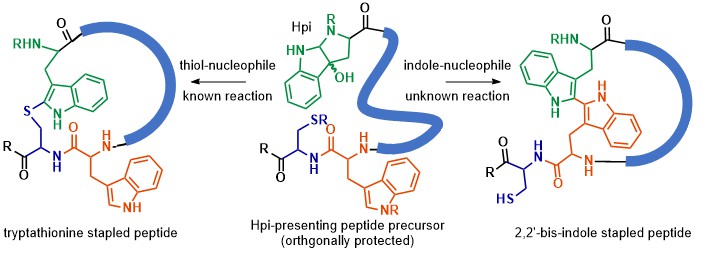 perrinlab's tweet photo. Inspired by natural products: optional and efficient installation of two indole-based staples starting with one precursor (suitably protected), both installed on melanotan peptides; all show low-mid nM Kds. https://t.co/An24veNKUl, #peptides, @EurPepSoc, @ampepsoc https://t.co/Yl7HRraU1O