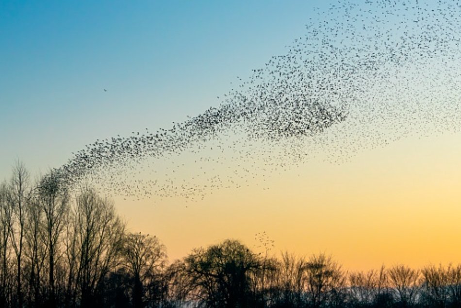 incirculo_'s tweet photo. Hay muchos ejemplos de colaboración en la #naturaleza: bancos de peces, bandadas de pájaros, etc.

Se mueven a gran velocidad y nunca chocan
No graznan ni pían
Simplemente se sienten entre sí

El ser humano, muy superior a ellos, 
¿por qué suele elegir no cooperar?

#FelizDomingo https://t.co/GHlYxJ8bHj