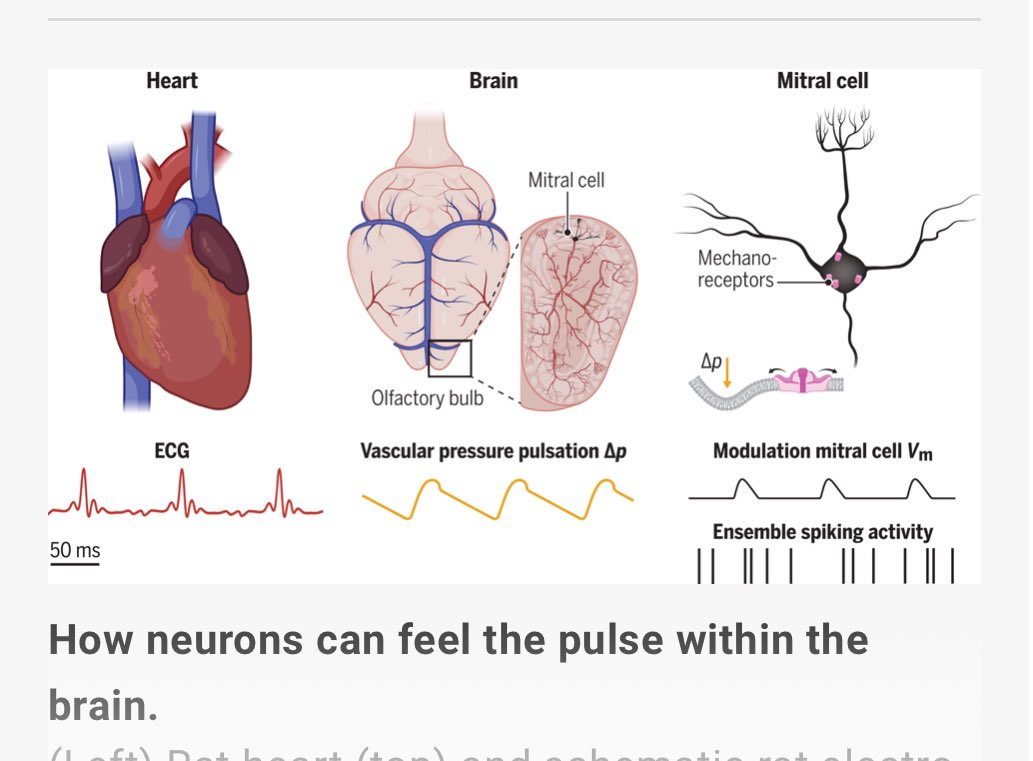 This recent mouse study on extra-amygdala fear signals from the olfactory bulb (nature.com/articles/s4159…) is particularly interesting on the heels of the recent study showing that mitral olfactory neurons sense heartbeats: science.org/doi/10.1126/sc…