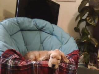 dogcelebration's tweet photo. I had to include my baby Diggy too #RIPDiggy miss this sweet boy so much ❤️🐾🐶 https://t.co/WIZO7UR6Eb