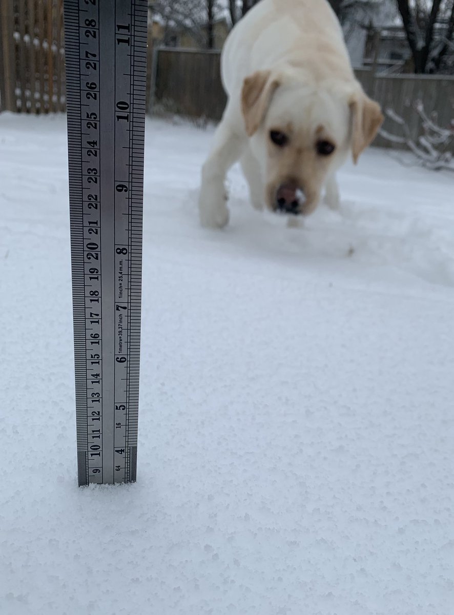 8 cm of snow measured in Brampton at 3:15 pm. #ONStorm ❄️