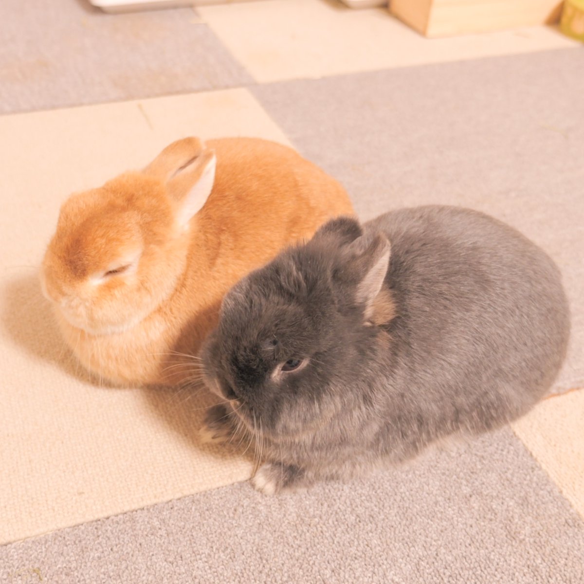Mugi_Mimi_'s tweet photo. 売れ残ったスイーツ達🐰

#うさぎ　#bunny

#うさぎの麦ちゃんねる https://t.co/EbG9VVIUa9