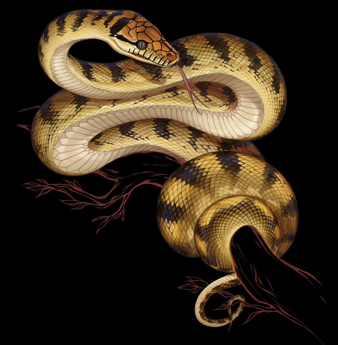 That was a big work with all those scales 

Morelia amethistina  or amethystine python