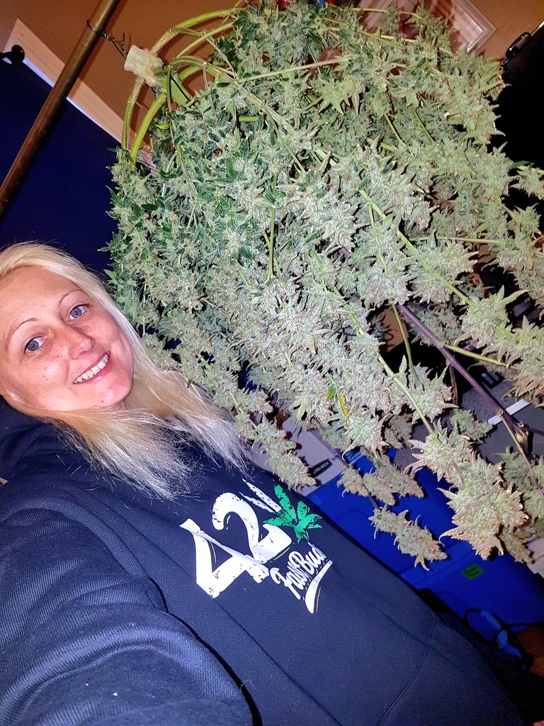 GrowMizz's tweet photo. Fast buds Apricot auto this lady is a beast for an auto flower thank you @Fast_Buds for creating such amazing strains I love them all
@GrowMizz #fastbudsgenetics #mizzflo420grow #autoflower #GardeningTwitter #Beautiful https://t.co/8SnmTXNcoc