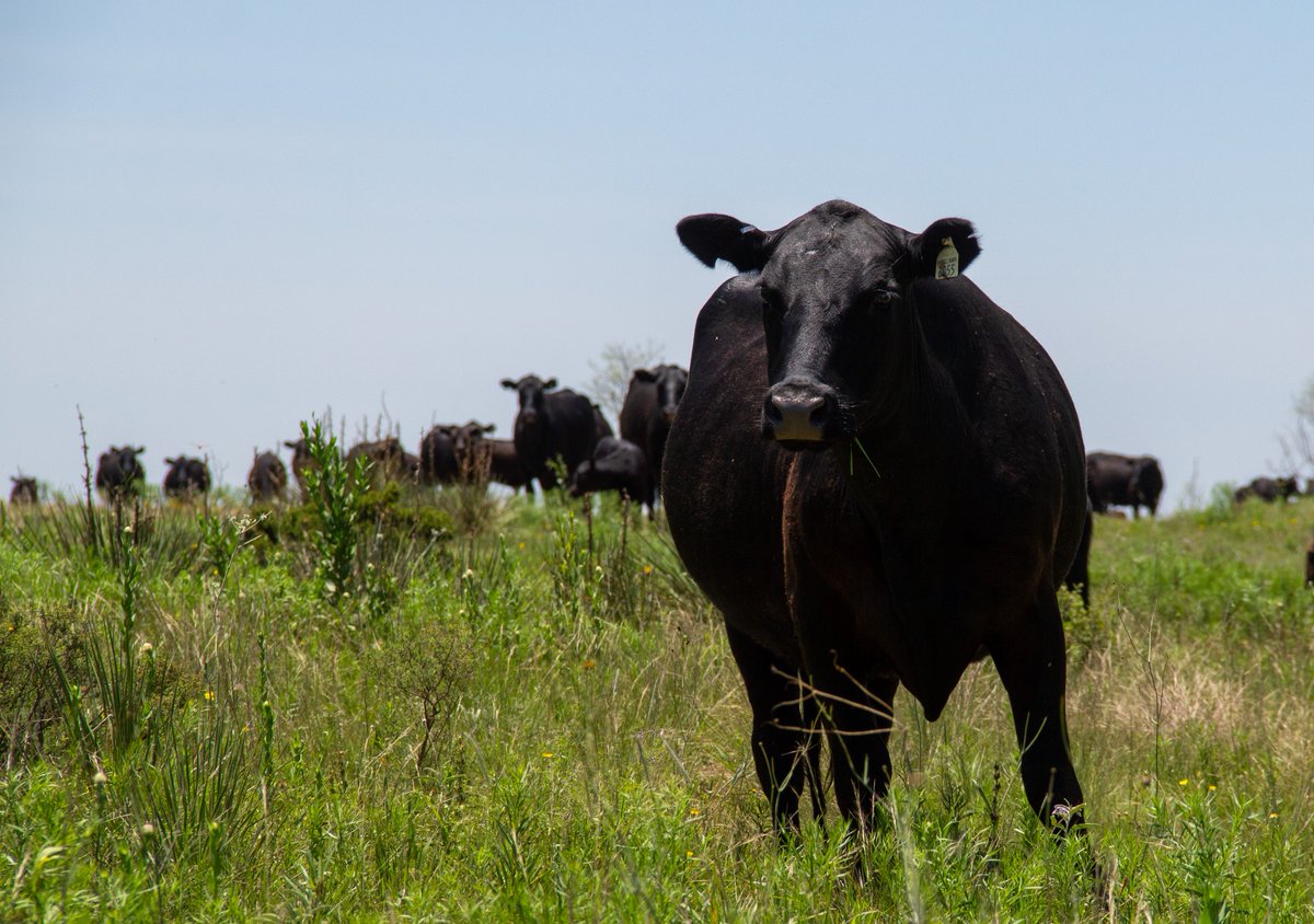 At TriTails we use the very best black angus genes around to deliver a world class steak!

#TriTailsBeef #BlackAngus #Texas #Ranch #FamilyRunBusiness #American #Rodeo #RanchToTable #WildWest #PhotoOfTheDay #OutdoorPhotography #LandscapeLovers #FarmLifeViews #TexasPhotography