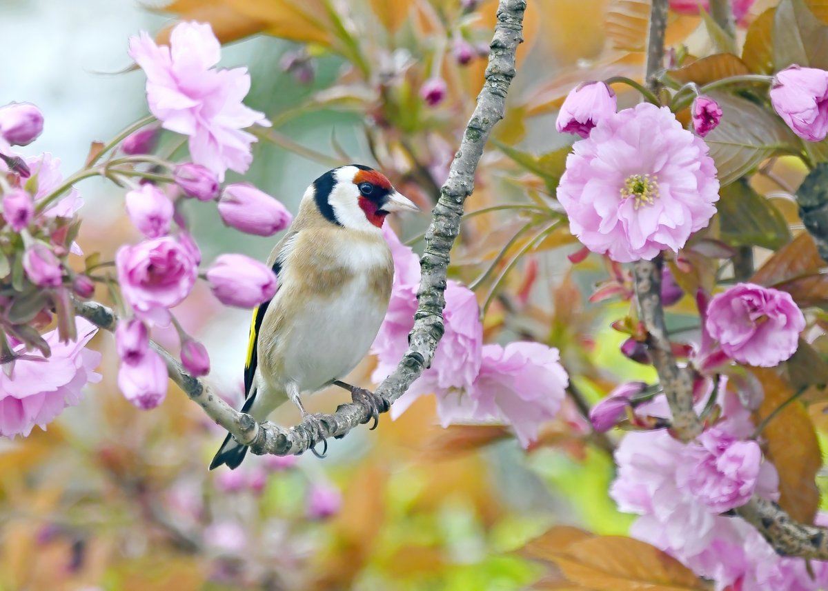 As it's Friday, I'm asking all my followers to please retweet this tweet if you see it, to help my little bird account beat the algorithm &amp; be seen!🙏 
To make it worth sharing, here's a Goldfinch in cherry blossom! 😍
 Thank you so much! 😊🐦
#FridayRetweetPlease ♥️