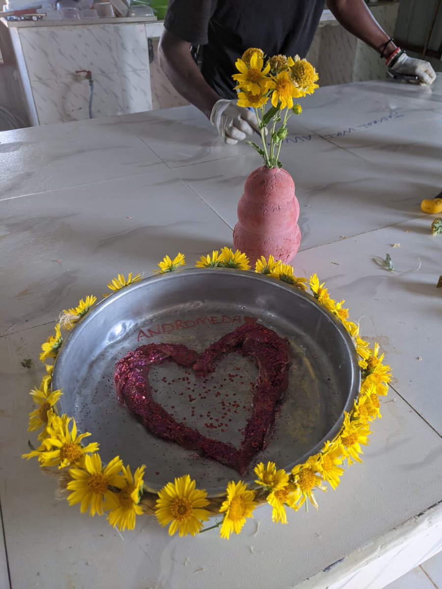 Wondering how the resident cheetahs at CCF's Cheetah Rescue and Conservation Centre in Somaliland spent Valentine's Day this year? Andromeda celebrated with an artfully plated meat treat! #ValentinesDay #cheetah #savethecheetah #cheetahconservationfund #wildlifeconservation