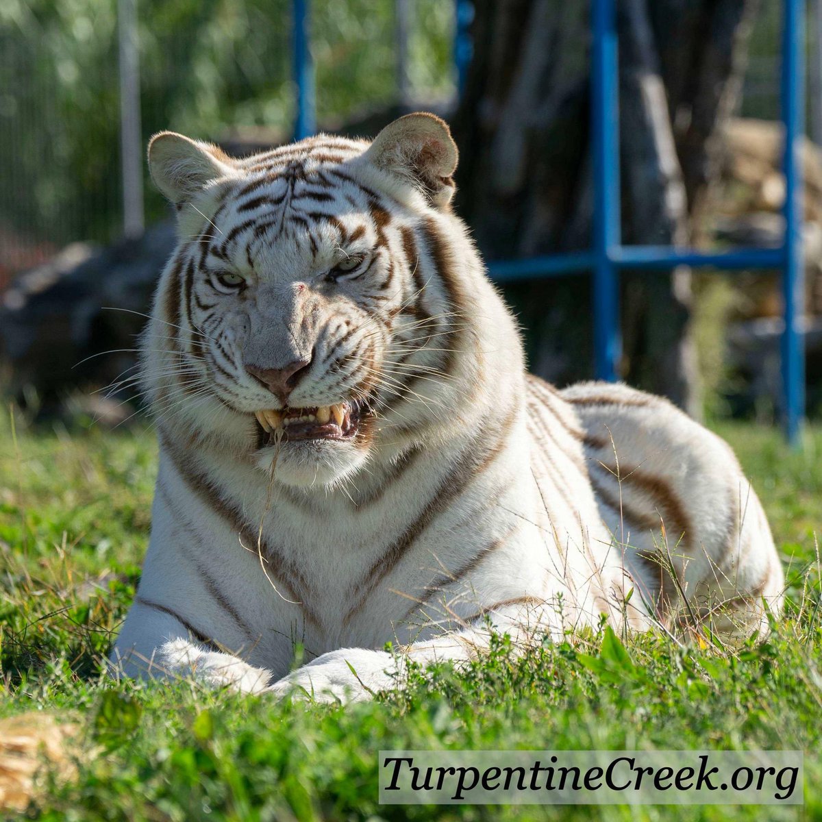 Please vote! You can submit 1 vote per day per device. 2 clicks (plus what the captcha requires). No personal information required! Easy peasy!
VoteTCWR.com
<a href="/turpentinecreek/">Turpentine Creek</a>