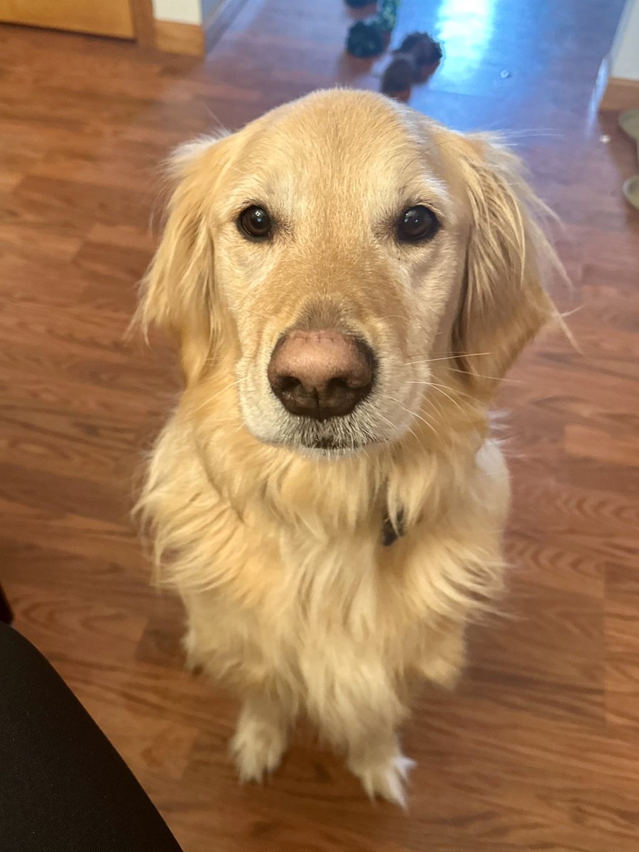 KristinKetchell's tweet photo. @Chad_WSAW I also have a snow-loving (and snow-nose) golden named Murphy ❤️ https://t.co/PWvV3xnIr6