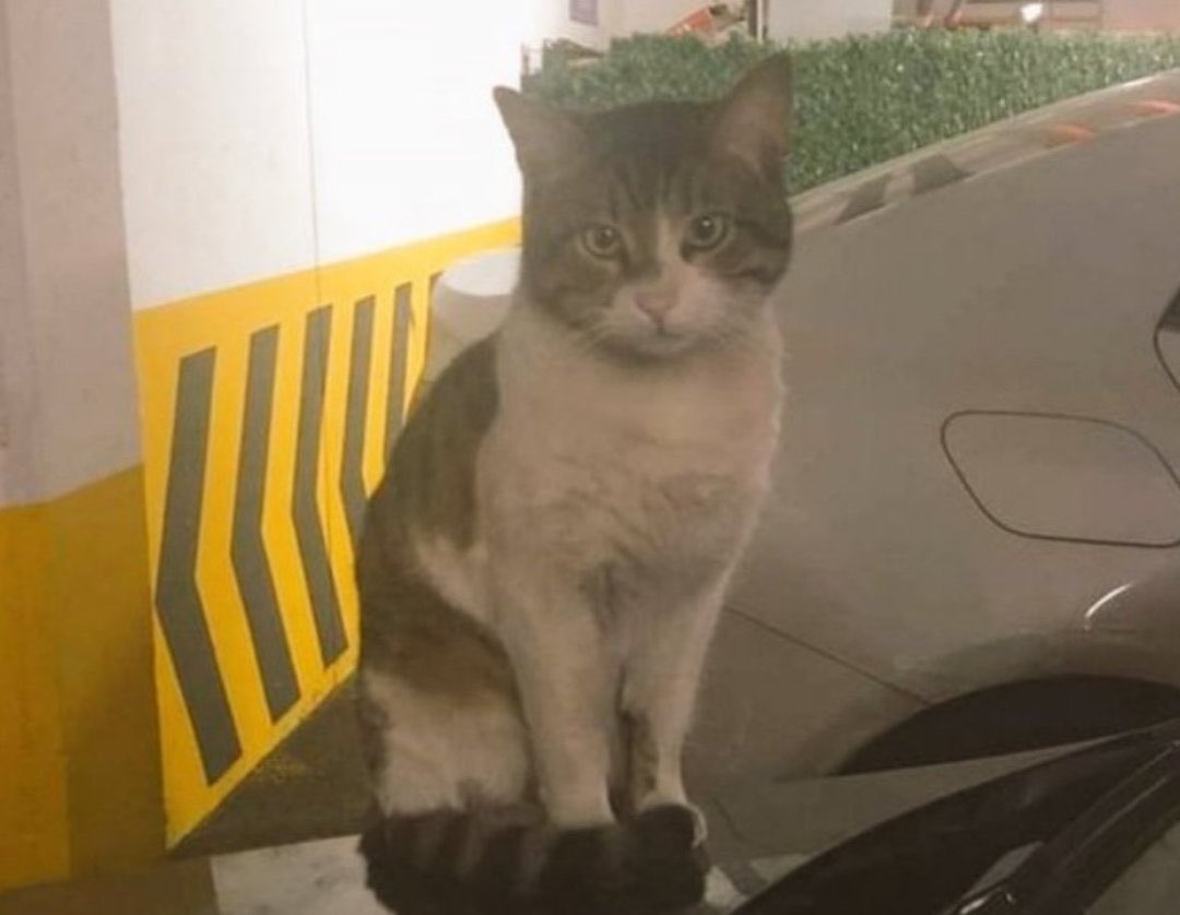 Hayvan düşmanları bu caniyi aklamaya çalışanlar diyor ki ee bir kedi için mi ? 

EVET BİR KEDİ İÇİN ❗️ burdayız ve vazgeçmiyoruz 

#ibrahimkeloğlanTUTUKLANSIN