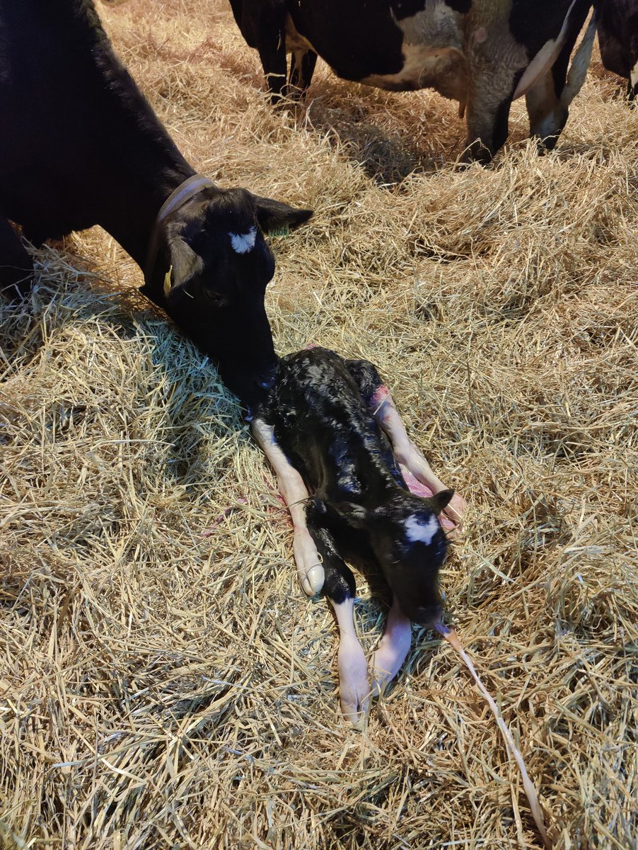 𝐁𝐫𝐮𝐜𝐞 𝐓𝐡𝐨𝐦𝐩𝐬𝐨𝐧 tweet media