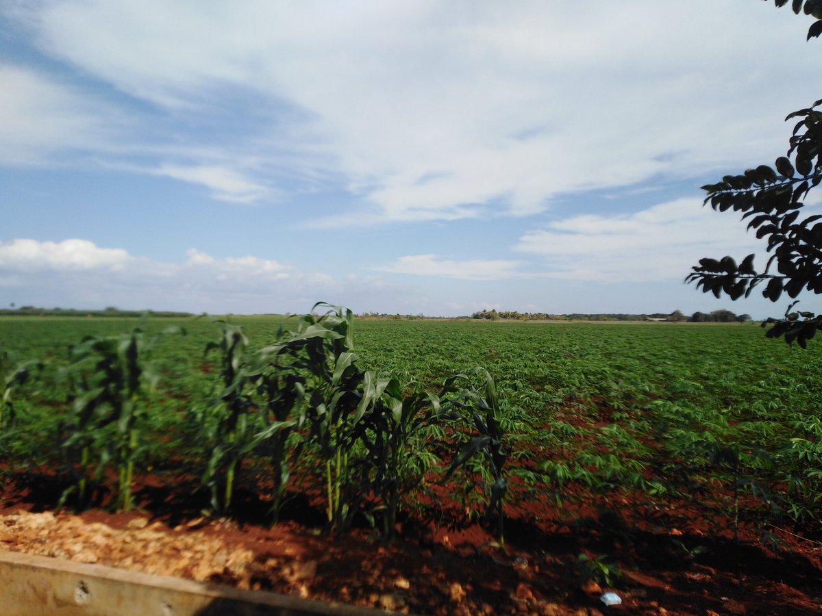 En el marco del Recorrido Nro 97 del #GrupoNacionalAgriculturaUrbana por #Mayabeque  Visitamos fincas de la #AgriculturaSuburbana en el municipio #Batabano @YdaelB @MMarreroCruz @JorgeLuisTapiaF @PresidenciaCuba @AsambleaCuba @RamnAguilarBet2 @MINAGCuba