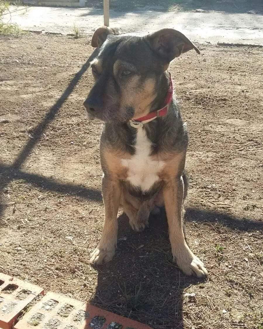 El miserable dueño no lo quiere
Podeis imaginar la vida que le ha dado? 😡
Tiene epoc y no lo puede cuidar, pero dice que no lo quiere (lo que tenga un ser así me importa una m, a mi me importa el pobre animalito 💔)
Se llama Rony y tiene 15 años y se lleva bien con otros perros