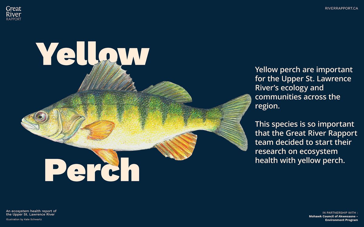 River Institute tweet media