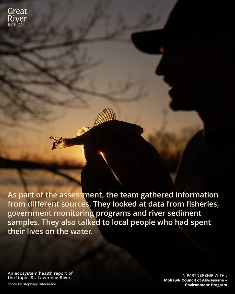 What's happening to the Perch in the river? We've heard countless stories from concerned anglers that perch populations have declined. The #RiverRapport investigated these concerns, and you might find the results to be surprising! 
For more details👉 riverrapport.ca/perch-indicato…
