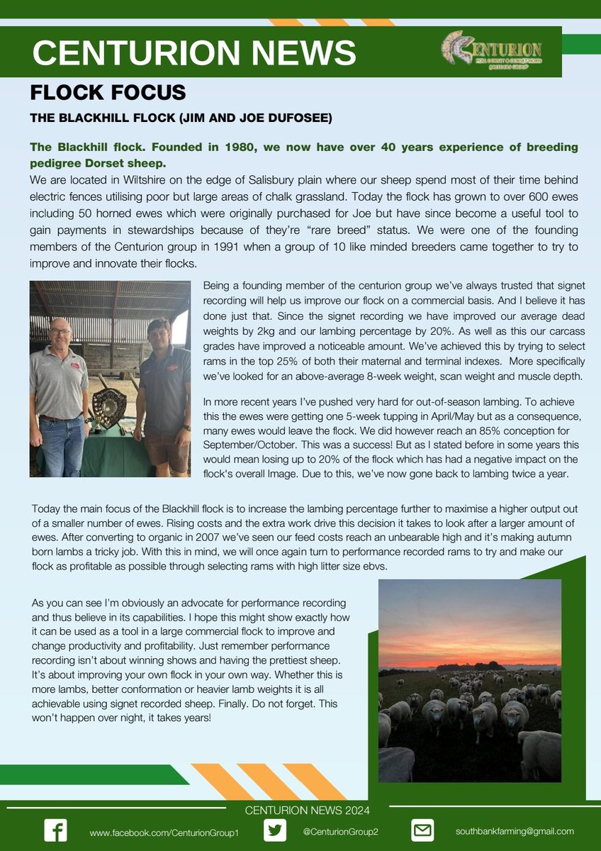 Centurion Dorset Sheep Breeding Group tweet media