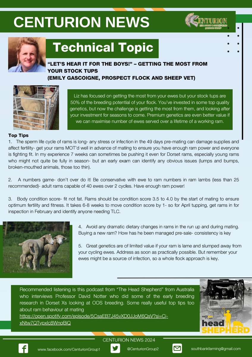 Centurion Dorset Sheep Breeding Group tweet media