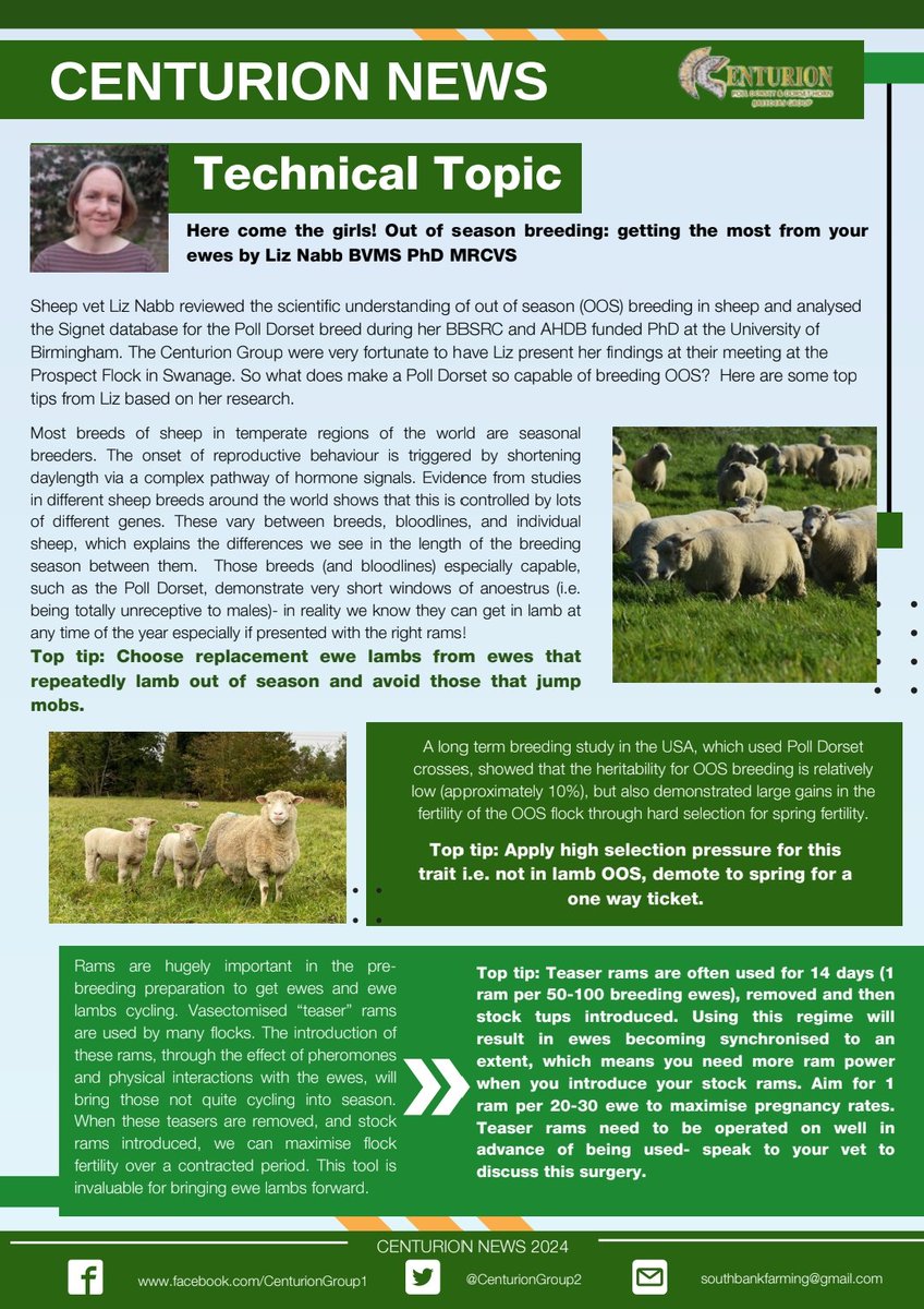 Centurion Dorset Sheep Breeding Group tweet media