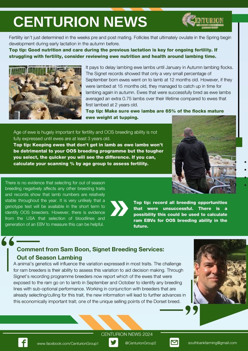 Centurion Dorset Sheep Breeding Group tweet media