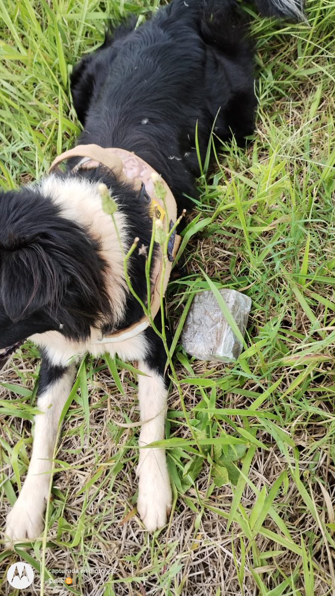 SPPMISIONES's tweet photo. Importante hallazgo de sustancias prohibidas en el CP III de Eldorado 

En el Complejo Penitenciario III de Eldorado, se produjo un descubrimiento significativo durante una recorrida de rutina por el perímetro de seguridad y el campo de deportes. https://t.co/6RQVlSbeIb