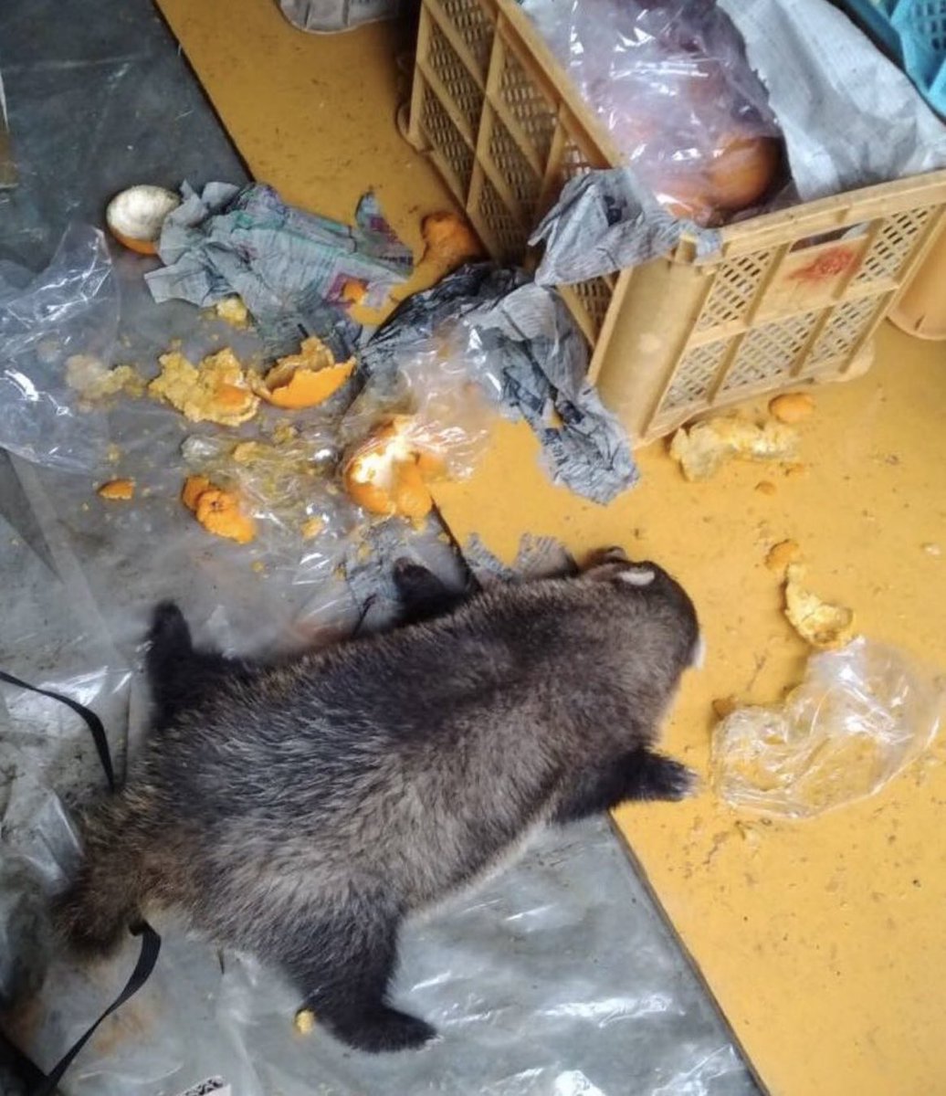満腹になって
寝ていたタヌキ