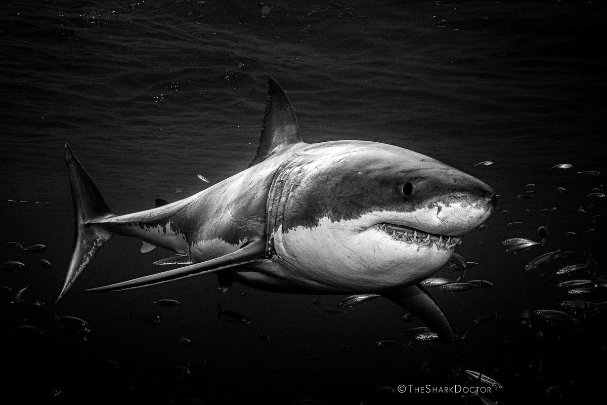 Black and white version of the #whiteshark . #guadalupe #mexico #greatwhite #jaws #canon #cressi