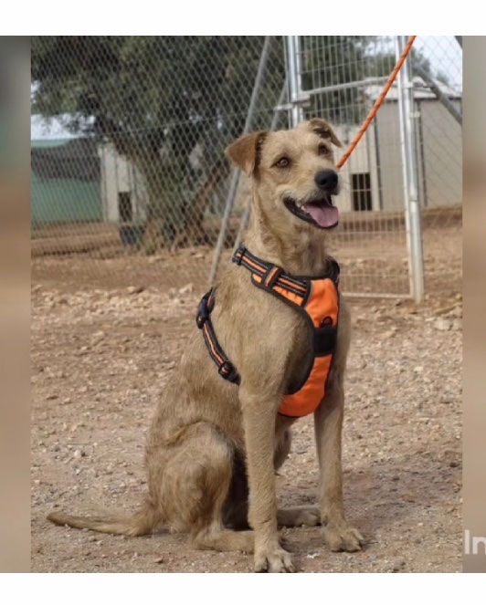 Llegaste a nuestras vidas con tus 6 hermanos con solo un mes de vida, dos años y medio después, te marchas a Holanda a tener esa vida que más que ninguno mereces. Te queremos mucho, nunca te olvidaremos Dakar <a href="/AnimalistaAsa/">Asa Animalista</a> #AdoptaNoCompres