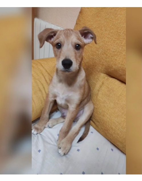 insidedevilinI's tweet photo. Llegaste a nuestras vidas con tus 6 hermanos con solo un mes de vida, dos años y medio después, te marchas a Holanda a tener esa vida que más que ninguno mereces. Te queremos mucho, nunca te olvidaremos Dakar @AnimalistaAsa #AdoptaNoCompres https://t.co/w5H6Bj8l3w
