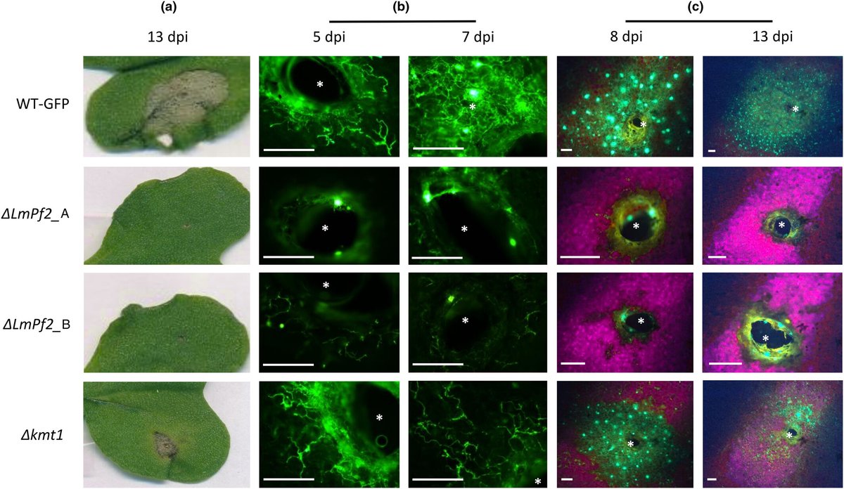 A transcriptional and chromatin-based regulation of effector gene in Leptosphaeria maculans

Clairet et al. @INRAE_Bioger <a href="/UnivParisSaclay/">Université Paris-Saclay</a> <a href="/INRAE_France/">INRAE</a> <a href="/ifudal/">Isabelle Fudal</a> <a href="/soyer_jessica/">Soyer Jessica</a> <a href="/ColinClairet/">Colin Clairet</a> @APorquier <a href="/Elise_Gay_/">Elise Gay</a> <a href="/MBalesdent/">MH Balesdent</a>

📖 ow.ly/sGV850QBXmw