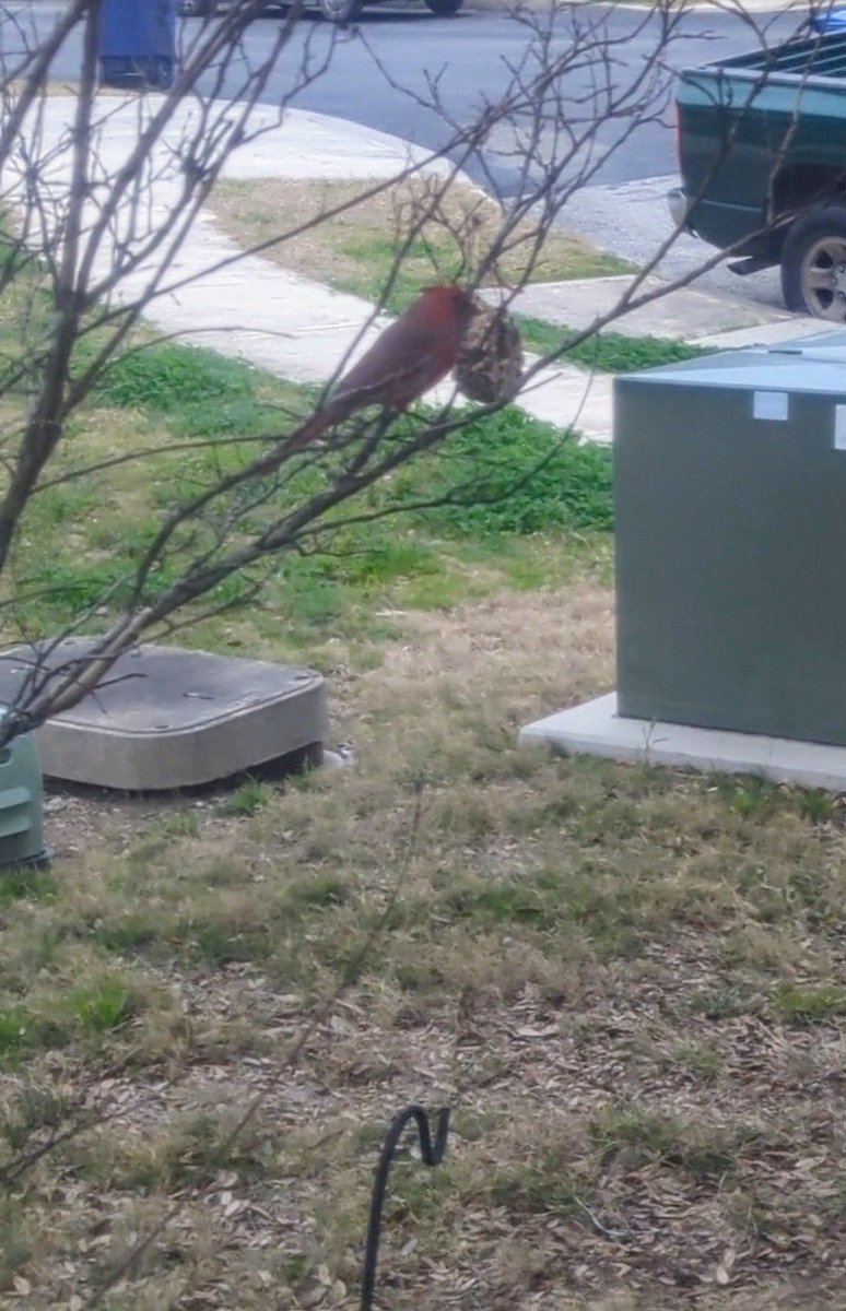 _Maka_Nani's tweet photo. I hope everyone had a great Valentine's Day. We had a great time hanging hearts and mini wreaths and watching the birds enjoy them. 

To shop: https://t.co/useDrE3c8g
#familybusiness #birdwatching #birdfeeder #birds #14thbirthday #makanani #etsysales #BIRDERA #Cardinals https://t.co/ZHaYIUz7Lo